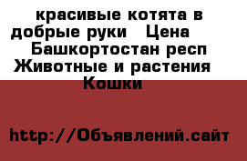 красивые котята в добрые руки › Цена ­ 10 - Башкортостан респ. Животные и растения » Кошки   